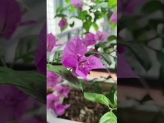 316 Cabos de aço inoxidável Balcão Grelha invisível com capacidade de carga de 100 kg