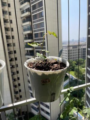 Adequado para Grelhar em Ambientes Internos e Externos Acessórios de Grelha Invisível Vaso de Flores de Plástico para Grelhar