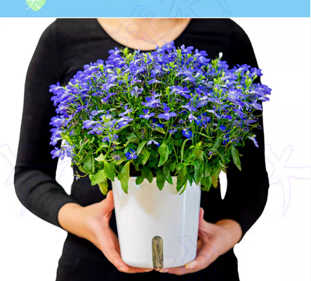 Grelha Invisível Acessórios Vaso de Flores Tamanho Médio Durável Perfeito Para Balcão