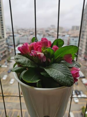 Tamanhos de Fio 2.5mm 3.0mm 3.5mm Acessórios para Grelha Invisível Vaso de Flores para Grelha Invisível